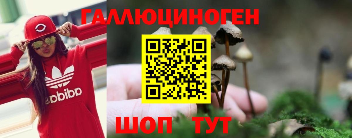 где купить наркотик  Псилоцибиновые грибы GOLDEN TEACHER  Вход с VPN  Красный Сулин 